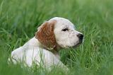 SETTER ANGLAIS 263